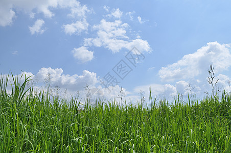 绿草和蓝天空场景草地天气植物环境绿色活力风景季节天空图片