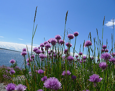 夏花花天空狂欢节粉色稻草花朵紫色图片