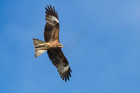 黑Kite食肉野生动物动物飞行羽毛荒野黑色风筝天空翅膀图片