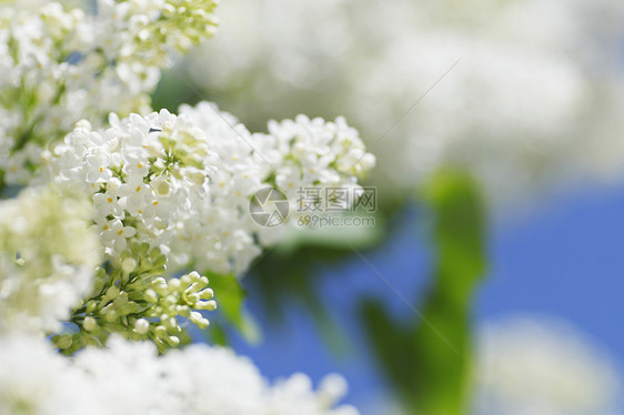 白银季节绿色植物阳光叶子花园宏观衬套图片