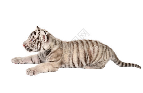 白老虎婴儿猫科豹属毛皮荒野动物黑色动物群生物哺乳动物捕食者图片