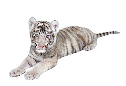 白老虎婴儿动物群野生动物豹属荒野猫科毛皮生物黑色哺乳动物工作室图片