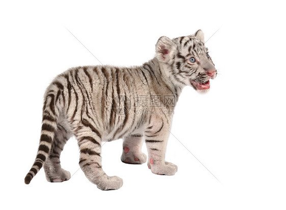 白老虎婴儿动物群猫科毛皮野生动物工作室幼兽动物生物捕食者黑色图片