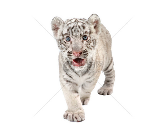 白老虎婴儿动物野生动物条纹生物老虎工作室荒野猫科哺乳动物动物群图片