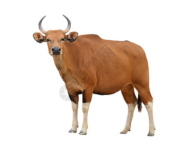 孤立的雌basteng白色喇叭荒野力量奶牛动物群野生动物女性老板动物图片