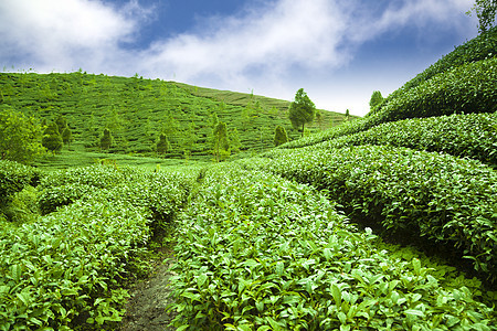 绿茶园 有云彩背景图片