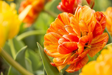 橘橙郁金花植物学脆弱性植物群花束郁金香美丽叶子香味植物季节图片