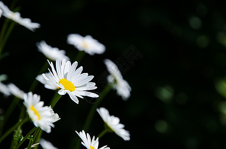 黑暗背景的乳房花园甘菊生长花瓣草地洋甘菊太阳雏菊牛眼植物图片