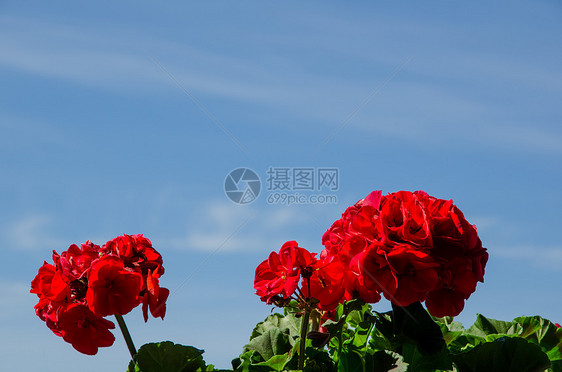 红环阳光花园蓝色盆栽植物花瓣绿色天空叶子园艺图片