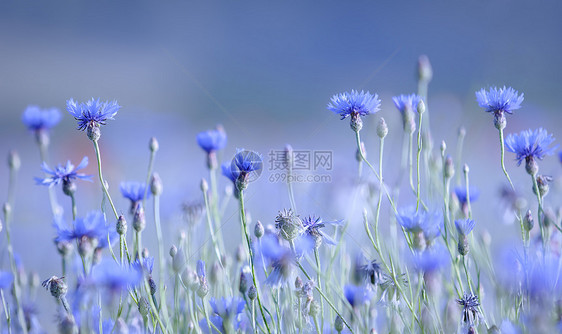 蓝注野花蓝色草地图片