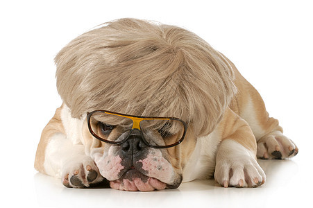 有趣的狗英语金发女郎眼睛眼镜情感人性化小狗男生男性动物图片
