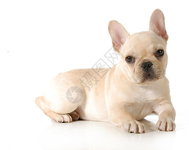 法国斗牛犬小狗工作室婴儿动物白色宠物奶油耳朵主题警报反射图片