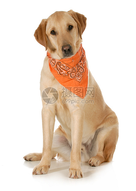 可爱狗宠物工作室金子家畜犬类橙子金发警报主题手帕图片