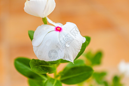 文卡花宏观花朵长春花草本植物桃金娘植物花头白色背景花束图片