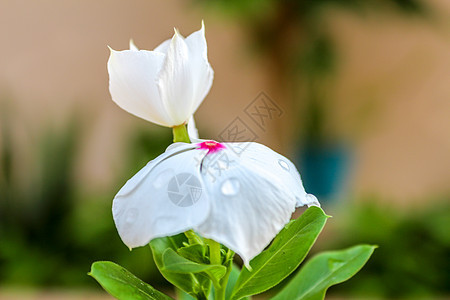 文卡花粉色花朵花头宏观白色植物叶子桃金娘长春花背景图片
