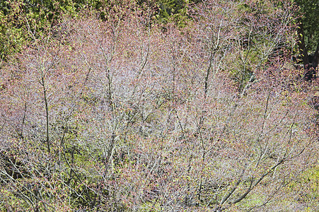 布什植物园艺花园公园红色树木花瓣花朵衬套树叶图片