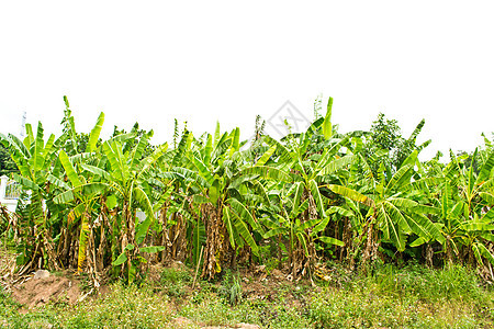 香蕉种植园花园水果热带叶子农场香蕉团体种植园植物气候图片