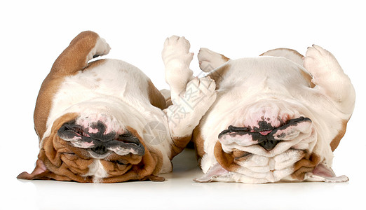 两只狗在睡觉小狗划痕反射英语哺乳动物斗牛犬上行生长宠物朋友们图片
