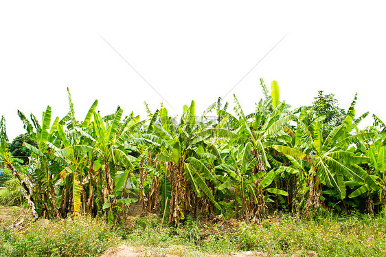 香蕉种植园农场绿色植物场地香蕉热带气候花园种植园叶子图片
