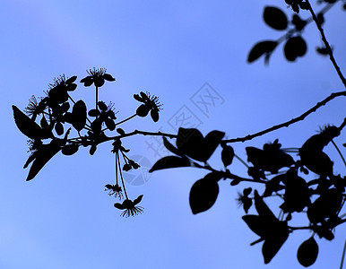 青叶 鲜花 春天天气花朵木头树叶叶子绿色美丽植物群植物花瓣图片