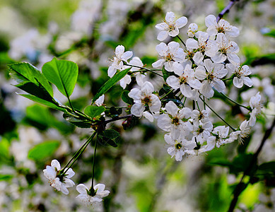 青叶 鲜花 春天美丽叶子木头植物花朵植物群树叶花瓣季节天气图片