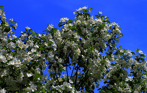青叶 鲜花 春天花朵叶子植物树叶绿色花瓣木头天气美丽季节图片