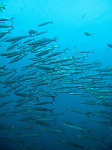 百卡勒陶达水样生物学运动动物群风景水域旅游游泳旅行海洋图片