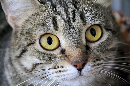 黄眼猫的肖像黄色宠物胡须鬓角哺乳动物胡子蓝色动物条纹眼睛图片