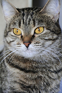黄眼猫的肖像胡子蓝色动物胡须鬓角黄色眼睛哺乳动物宠物条纹图片
