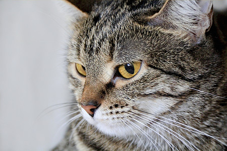 黄眼猫的肖像宠物胡须眼睛哺乳动物蓝色动物黄色胡子条纹鬓角图片