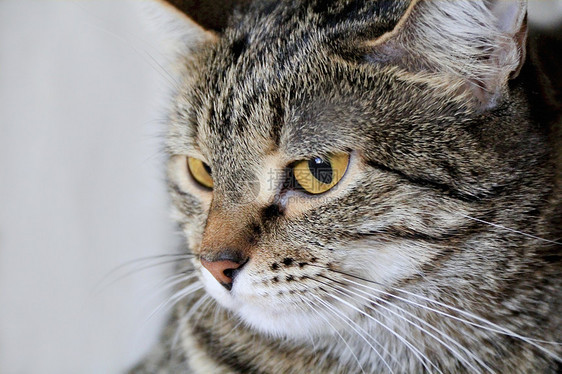 黄眼猫的肖像宠物胡须眼睛哺乳动物蓝色动物黄色胡子条纹鬓角图片
