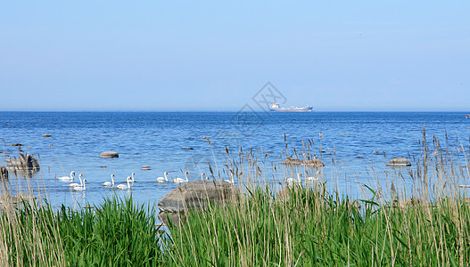 海礁动物天鹅石头蓝色海景野生动物天空支撑海岸血管图片