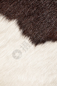 奶牛的棕色和白色毛状纹理宠物织物农场家具乡村头发国家皮革风化动物图片