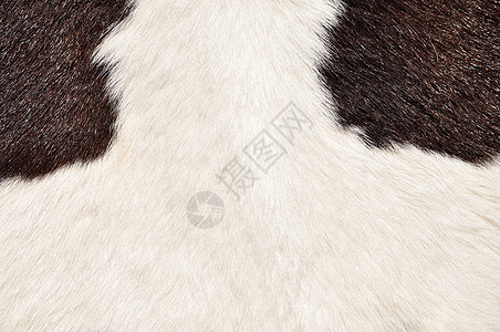 奶牛的棕色和白色毛状纹理动物外套国家毛皮农场宏观墙纸乡村橙子家具图片