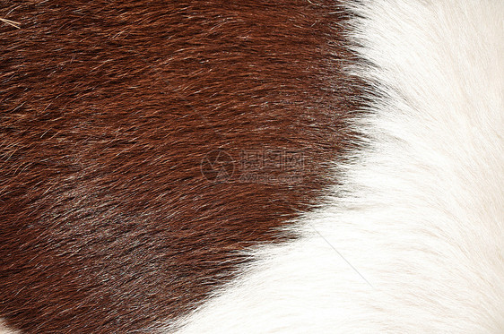 奶牛的棕色和白色毛状纹理毛皮乡村墙纸风化橙子皮革头发织物农场宏观图片