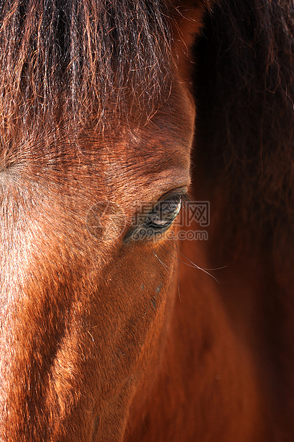 黄眼头发哺乳动物小马宠物眼睛阉马牧场鬃毛运动荒野图片