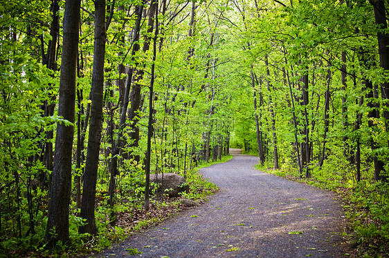 森林路径树干风景小路旅行黄色国家场景植物乡村叶子图片