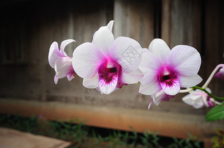 美丽的兰花石斛热带花朵植物花瓣花卉影棚摄影粉色白色图片