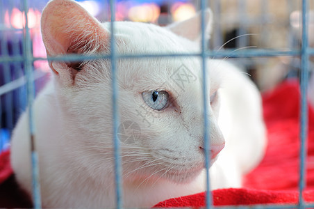 笼子里的猫食物嘴唇爪子友谊毛皮猫咪耳朵动物小猫哺乳动物图片