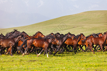 夏季青草牧场上的马群速度天空农业场地鬃毛太阳能马术日光良种哺乳动物图片