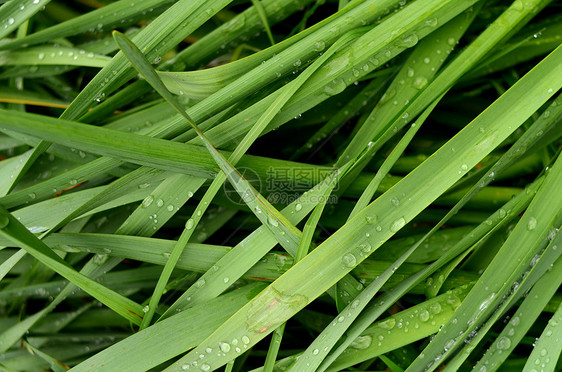 湿草雨滴花园刀刃植物群农村生长宏观环境植物季节图片