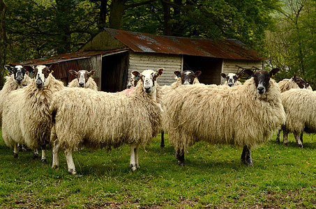 绵羊和谷仓图片