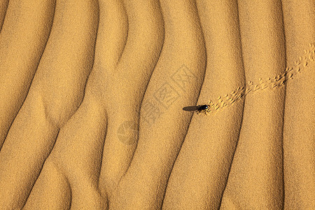 沙沙上撒着蜘蛛甲虫动物沙丘风景漏洞沙漠生物图片