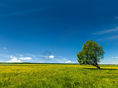 春夏夏季绿地景色 单树一棵季节晴天阳光日光植物田园太阳场地风光森林图片