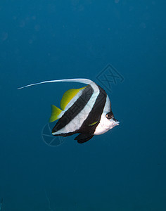 单独旗鱼游泳水域野生动物旅行动物群水样潜水风景假期海洋图片