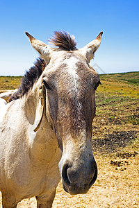 来自葡萄牙的乡下马匹图片