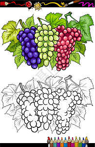彩色本的葡萄葡萄果水果插图图片
