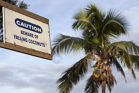 小心掉落椰子图片
