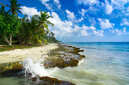 海滩沙滩旅游海洋海浪阳光叶子蓝色椰子植物晴天太阳图片