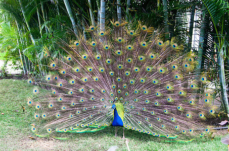 孔雀野鸡蓝色羽毛跳舞野生动物活力展览公鸡男性仪式图片